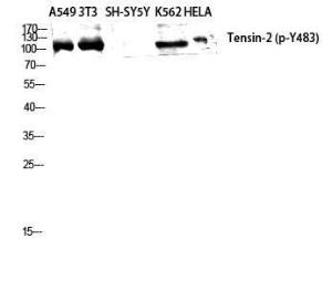 Western blot analysis of A549 NIH 3T3 SH SY5Y K562 HELA cells using Anti-Tensin-2 (phospho Tyr483) Antibody