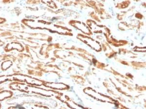 Immunohistochemical analysis of formalin-fixed, paraffin-embedded human kidney using Anti-EPO Antibody [EPO/3793R]