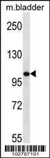 Anti-TLR8 Rabbit Polyclonal Antibody (AP (Alkaline Phosphatase))