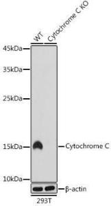 Western blot analysis of extracts from wild type (WT) and Cytochrome C knockout (KO) 293T cells, using Anti-Cytochrome C Antibody [ARC1153] (A307346) at 1:1,000 dilution. The secondary antibody was Goat Anti-Rabbit IgG H&L Antibody (HRP) at 1:10,000 dilution.