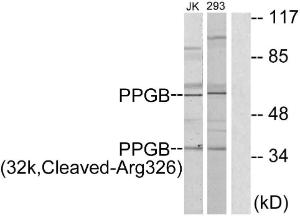 Western blot analysis of lysates from 293 and Jurkat cells, treated with etoposide 25uM 1h using Anti-PPGB (32k,cleaved Arg326) Antibody. The right hand lane represents a negative control, where the antibody is blocked by the immunising peptide