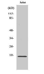 Anti-NMS Rabbit Polyclonal Antibody