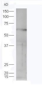 Anti-STK40 Rabbit Polyclonal Antibody