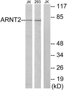 Western blot analysis of lysates from Jurkat and 293 cells using Anti-ARNT2 Antibody. The right hand lane represents a negative control, where the antibody is blocked by the immunising peptide.