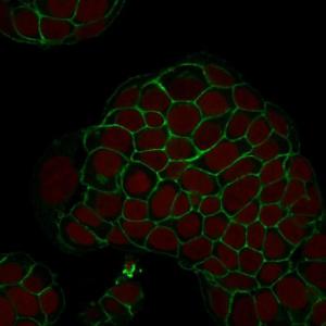 Immunofluorescent analysis of MCF-7 cells stained with Anti-EpCAM Antibody [EGP40/1798] (CFand#174; 488) (Green). Nuclear counterstain is RedDot