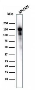 Western blot analysis of spleen tissue lysate using Anti-CD163 Antibody [M130/1210]