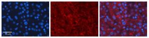 Anti-LCAT Rabbit Polyclonal Antibody