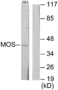 Western blot analysis of lysates from 293 cells using Anti-MOS Antibody. The right hand lane represents a negative control, where the antibody is blocked by the immunising peptide