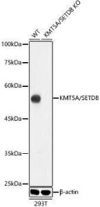 Western blot analysis of extracts from wild type(WT) and KMT5A/SETD8 knockout (KO) 293T(KO) cells, using Anti-KMT5A/SETD8/Pr-SET7 Antibody [ARC0916] (A307347) at 1:1,000 dilution