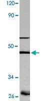 Anti-CASP9 Rabbit Polyclonal Antibody