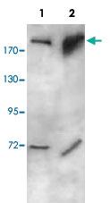 Anti-SOS1 Rabbit Polyclonal Antibody