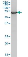 Anti-WRAP53 Mouse Monoclonal Antibody [clone: 1F12]