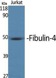 Western blot analysis of various cells using Anti-MNT Antibody