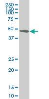 Anti-ZSCAN21 Mouse Monoclonal Antibody [clone: 4B3]