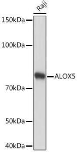 Western blot analysis of extracts of Raji cells, using Anti-5 Lipoxygenase/5-LO Antibody [ARC1926] (A14230) at 1:1,000 dilution