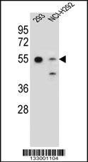 Anti-GNAS Rabbit Polyclonal Antibody