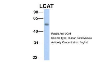 Anti-LCAT Rabbit Polyclonal Antibody