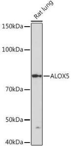 Western blot analysis of extracts of Rat lung, using Anti-5 Lipoxygenase/5-LO Antibody [ARC1926] (A14230) at 1:1,000 dilution