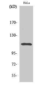 Western blot analysis of various cells using Anti-STAT2 (phospho Tyr690) Antibody