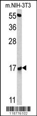 Anti-RBM3 Rabbit Polyclonal Antibody