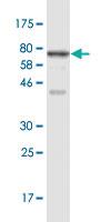 Anti-RRP9 Mouse Monoclonal Antibody [clone: 1E8]