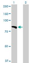 Anti-LAMA5 Rabbit Polyclonal Antibody