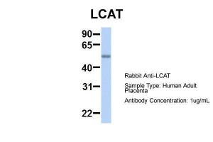 Anti-LCAT Rabbit Polyclonal Antibody