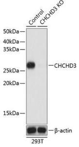 Anti-MIC19 Rabbit Polyclonal Antibody