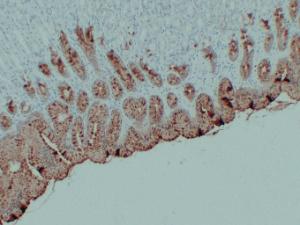 Anti-MUC5AC antibody