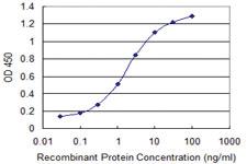 Anti-WRAP53 Mouse Monoclonal Antibody [clone: 1F12]