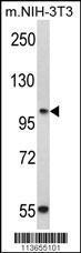 Anti-CDH3 Rabbit Polyclonal Antibody (FITC (Fluorescein Isothiocyanate))