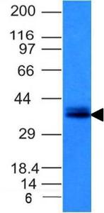 Western blot analysis (non-reducing conditions) of HCT116 cell line lysate using Anti-EpCAM Antibody [EGP40/1120]