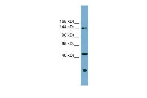 Anti-ERCC6L Rabbit Polyclonal Antibody