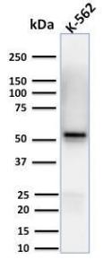 Anti-Spastin antibody