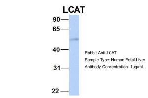 Anti-LCAT Rabbit Polyclonal Antibody