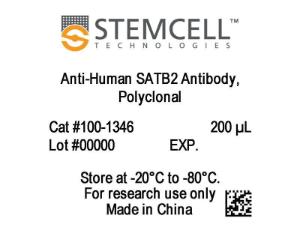 Anti-human SATB2 (GLSS) antibody, polyclonal