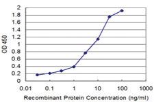 Anti-PPOX Mouse Monoclonal Antibody [clone: 2B5]