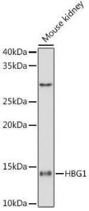 Western blot analysis of extracts of Mouse kidney cells, using Anti-fetal hemoglobin Antibody [ARC1838] (A307354) at 1:1,000 dilution