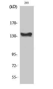 Western blot analysis of various cells using Anti-ABL1 Antibody