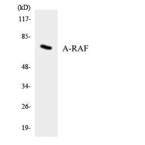 Western blot analysis of the lysates from HeLa cells using Anti-A-RAF Antibody