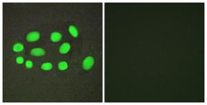 Anti-SPZ1 Rabbit Polyclonal Antibody