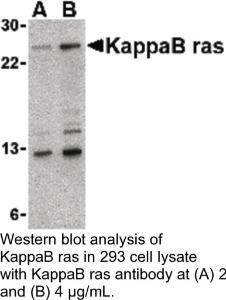 Anti-KAPPAB RAS Rabbit Polyclonal Antibody