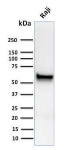 Anti-Spastin antibody