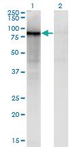 Anti-ZNF41 Mouse Monoclonal Antibody [clone: 2F9]