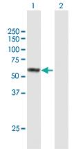 Anti-FAM90A1 Mouse Polyclonal Antibody