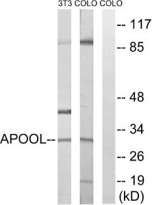 Western blot analysis of lysates from COLO and NIH/3T3 cells using Anti-APOOL Antibody. The right hand lane represents a negative control, where the Antibody is blocked by the immunising peptide