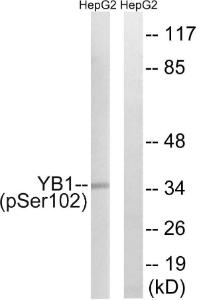 Western blot analysis of lysates from HepG2 cells treated with PMA 125ng/ml 15' using Anti-YB1 (phospho Ser102) Antibody. The right hand lane represents a negative control, where the antibody is blocked by the immunising peptide