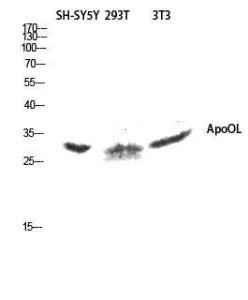 Western blot analysis of SH SY5Y 293T 3T3 lysis using Anti-APOOL Antibody