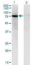 Anti-ZNF41 Mouse Monoclonal Antibody [clone: 4E5]