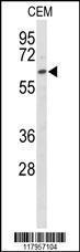 Anti-EHD3 Rabbit polyclonal antibody